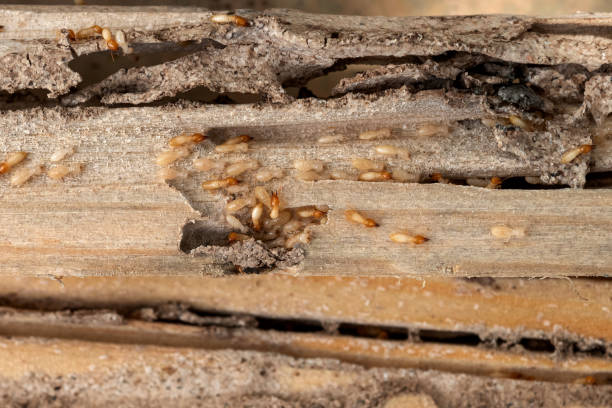 Best Residential Pest Control  in Turley, OK